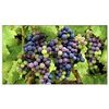 NEC 55" LED 1920 x 1080 3500:1 Ultra-Narrow Bezel Professional-Grade Large-Screen Display X554UNS
