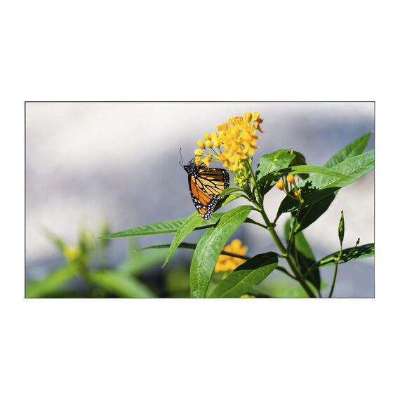 NEC 46" LED-Backlit 3x3 Video Wall Bundle