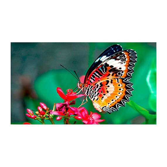 NEC 46" Ultra-Narrow Bezel Display (Brightness 500 cd/m²)