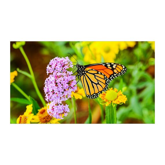 NEC 55" Ultra-Narrow Bezel Professional-Grade Display   MODEL: UN552